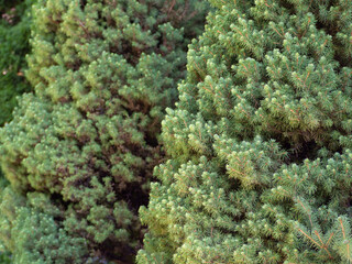 Natural background of coniferous trees