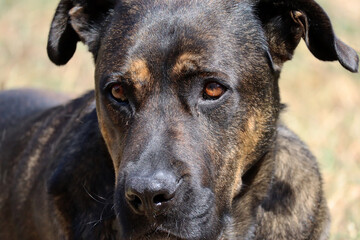 A big black and brown dog basking in the sun in the garden, close up