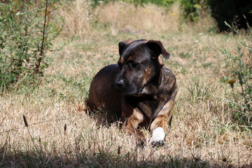 A big black and brown dog basking in the sun in the garden, lying in dry grass