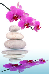 Fototapeta na wymiar Pink orchid flowers and spa stone reflected in the water.