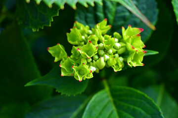 Green and pink spherical flower and green leaves around. Hydrangea close-up. Summer bright background. Beauty in nature.