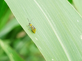 Diabrotica is a pest in corn fields in the natural environment