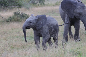 Elephants in the Wild