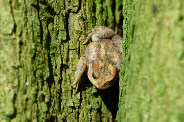 Junge Erdkröte in der Nacht an einem Baum