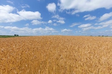Field of Golden wheat under the blue sky and cloudsWheat field and blue sky with clouds. The subject of agriculture and food
