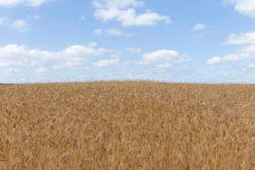Field of Golden wheat under the blue sky and cloudsWheat field and blue sky with clouds. The subject of agriculture and food
