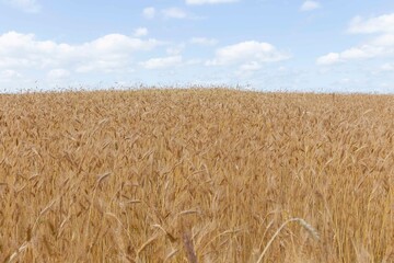 Field of Golden wheat under the blue sky and cloudsWheat field and blue sky with clouds. The subject of agriculture and food
