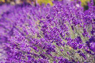 Lavender flowers close up bokeh background