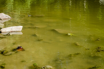 Green frog in lake water.