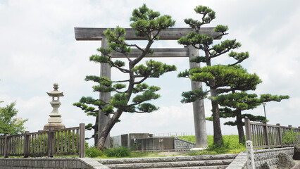 Shinto shrine archway and Artistic pine tree in Japan