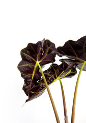 Close-up of underside of Alocasia Polly, Polly African Mask, Elephant Ear houseplant. Large, dark-green and arrow-shaped leaves with silver-white veins. Isolated on white background, text space.