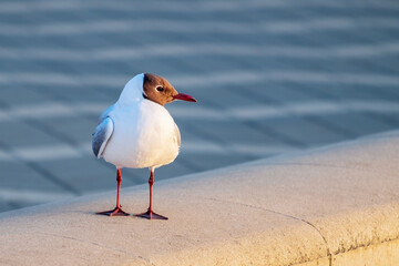Curious mediterranean gull (Ichthyaetus melanocephalus) profile looks into the lens. Close-up view. Uniform blurred background