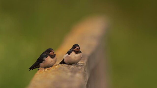 Two juvenile Barn Swallows (Hirundo rustica) sitting on a fench
