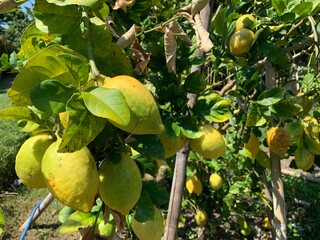 Ripe lemons on tree in summer.