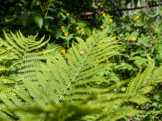 Green leaves of a young fern in the garden, sunny summer day. Close-up