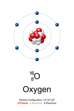 Oxygen, atom model. Chemical element with symbol O and with atomic number 8. Bohr model of oxygen-16, with an atomic nucleus of 8 protons and 8 neutrons, and with 8 electrons in the atomic shell.