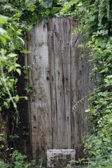old wooden fence with green leaves