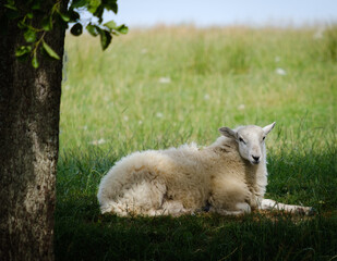 Obraz premium sheep in the meadow