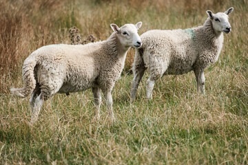 Fototapeta premium 2 identical sheep / lamb