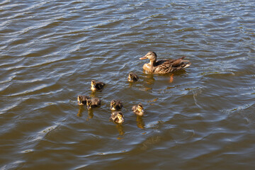 Mother duck with her beautiful, fluffy ducklings swimming together on a lake. Wild animals in a pond