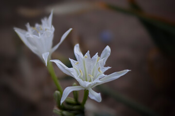 White sand lily at dusk