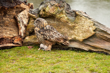 Wild Eurasian Eagle Owls outside their nest. Mother and white chick, they eat a piece of meat