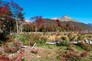 Hiking trail to the Esmeralda lake through magical colorful austral forests, peat bogs, dead trees,...