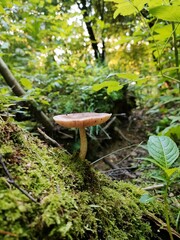 Mushroom grows in moss in a wild forest