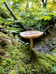 Fototapeta premium Mushroom grows in moss in a wild forest