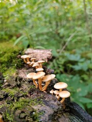 mushrooms on the tree