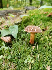 edible mushroom grows in the forest in moss