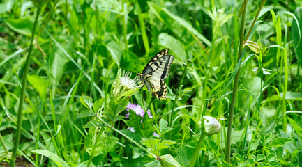 Paź królowej (Papilio machaon) jeden z piękniejszych motyli lata