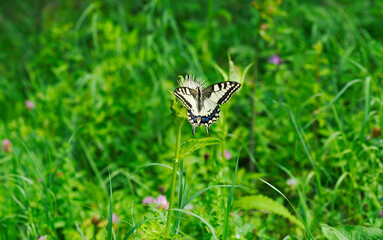 Paź królowej (Papilio machaon)  jeden z piękniejszych motyli  lata