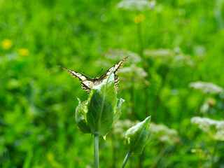 Paź królowej (Papilio machaon)  jeden z piękniejszych motyli  lata