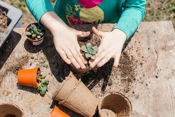 Happy little child planting a succulent flower in the garden.  Repotting houseplants. Concept of spring time, hobbies, caring for houseplants - obrazy, fototapety, plakaty