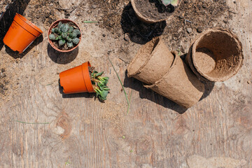 Close-up of planting a succulent flower in a garden. Planting a plant in a pot in nature. Repotting houseplants. Concept of spring time, hobbies, caring for houseplants