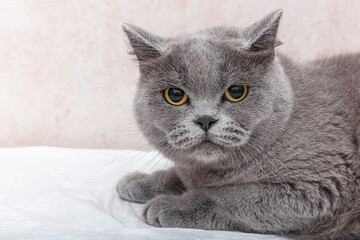 British Shorthair cat lies on the white table.British cat, kitten blue.