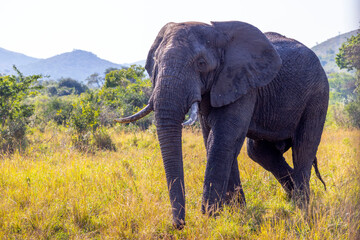 Fototapeta na wymiar Giant African Elephant