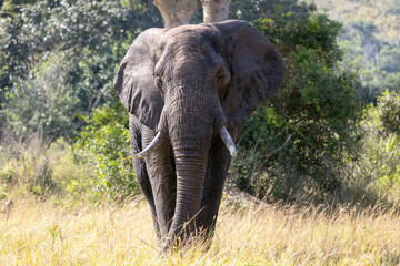 Fototapeta na wymiar Giant African Elephant