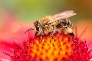 Closeup of Honey bee collecting pollen from redt flower. Bee a the green blur background