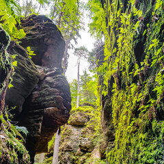 Magical enchanted fairytale forest with fern, moss, lichen and sandstone rocks at the hiking trail...