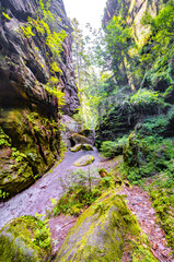 Magical enchanted fairytale forest with fern, moss, lichen and sandstone rocks at the hiking trail Devil chamber in the national park Saxon Switzerland near Dresden, Saxony, Germany.