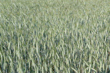  Field of cereals. Grain crops. Spikelets closeup, sunny June. Important food grains