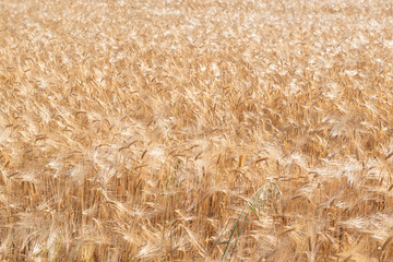 Wheat. Golden field of cereals ready for harvest. Grain crops. Spikelets, sunny June. Important food grains