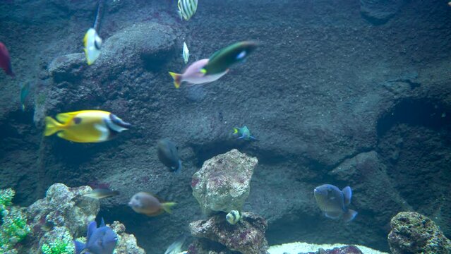 Bunch of fish swimming underwater such as Threadfin butterflyfish, blue trigger fish, Allard's clownfish and blotched foxface gathering on a surface to eat or feed food