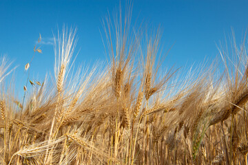 Golden cereals grows in field over blue sky. Grain crops. Spikelets of wheat, June. Important food grains