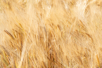 Golden field of cereals. Grain crops. Spikelets of wheat, June. Important food grains
