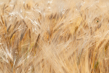 Wheat. Golden field of cereals. Grain crops. Spikelets closeup, sunny June. Important food grains