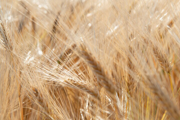 Wheat. Golden field of cereals. Grain crops. Spikelets closeup, sunny June. Important food grains