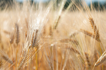 Wheat. Golden field of cereals. Grain crops. Spikelets closeup, sunny June. Important food grains